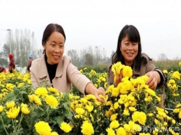 农民种植菊花，既能欣赏也能致富发家