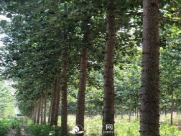 河南周口：培育出不飞絮的杨树新品种