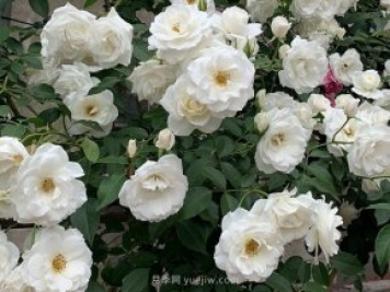 世界上Zui受欢迎的纯白色藤本月季花—藤冰山