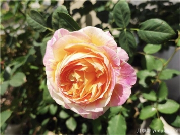 100种玫瑰花的名字，来了解下不同颜色的品种月季