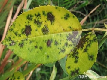 深秋天季节月季出现斑点的病害原因与防治