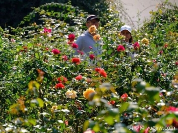 南宁花卉公园3万株月季入盛花期，市民闻香而来