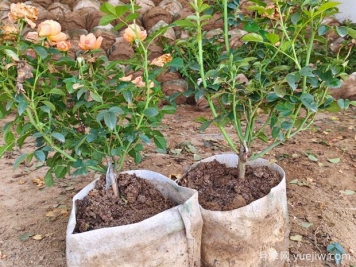 盆栽月季多年不换盆，3个办法也能保持生长旺盛