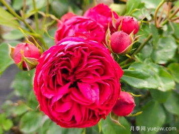 玫瑰花的花语及朵数含义