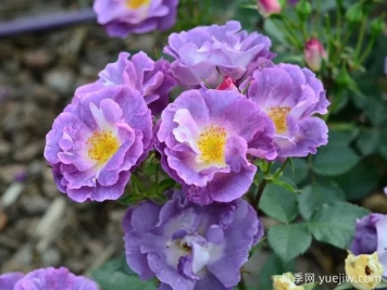 月季大千世界，5个令人惊叹的稀有玫瑰品种