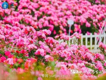 2024年第二届杭州市月季花展举办，赏500万株月季