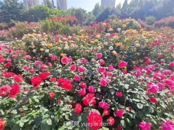 郑州月季公园40万株月季竞相绽放，感受花漾生活