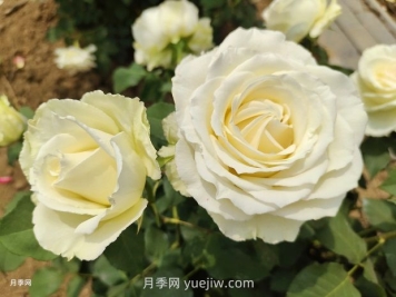 十一朵白玫瑰的花语和寓意