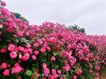 上海放鹤谷无门票，30万朵200多种月季开成了花海