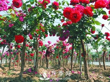 新品“月季树”为北京市花添色彩，居然引种自南阳内乡