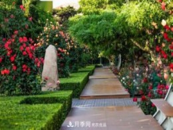 秦皇岛适合养月季花，市花和市树是什么