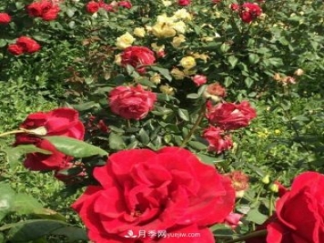 山西运城农民柳庚申建当地精品月季园，种植300多个月季花品种